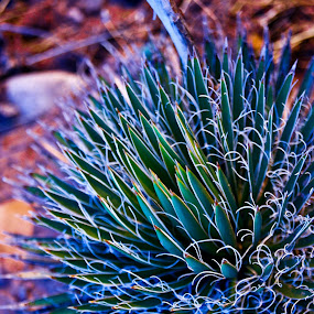 by Tom Gwinn - Landscape & Nature Flowers & Plants