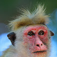 Research Project on Mammals in Sri Lanka