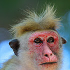 Toque macaque