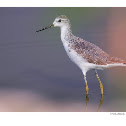 Common Greenshank