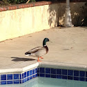 Mallard Duck