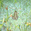 Motorbike Frog