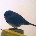 Dark-eyed Junco (slate colored)