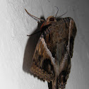 Black witch moth