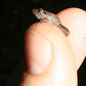 Greenhouse Frog