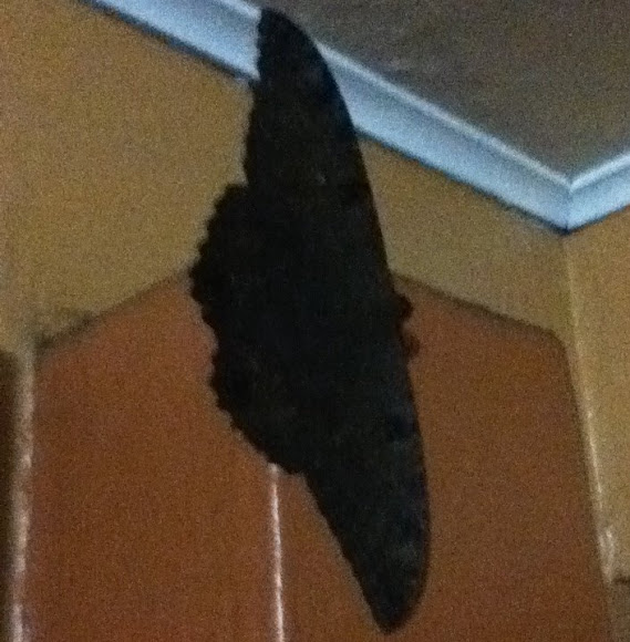 Spotting Image 1