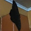 Black Witch (Male)
