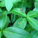 Harvestman