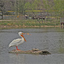 American White Pelican