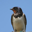 Barn Swallow