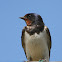 Barn Swallow