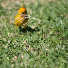 Safron Finch
