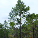 Bald Cypress