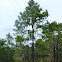 Bald Cypress