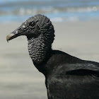 Black Vulture