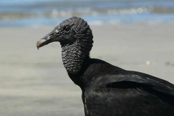 Spotting Image 1