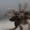 Jumping spider