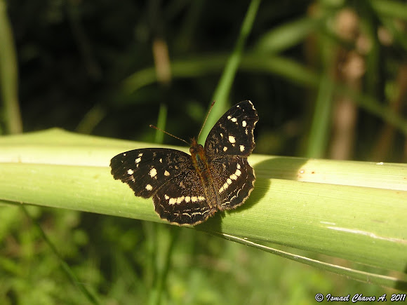 Spotting Image 1