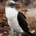 Blue-footed Booby