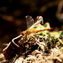 Yellow-legged Meadowhawk