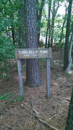 Hungary Creek Walking Trail Loblolly Pine