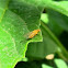 Lauxaniid Fly