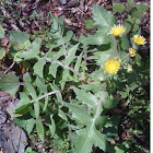 Thistle, yellow ?