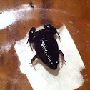 Eastern narrow mouthed toad