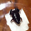 Eastern narrow mouthed toad