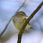 Willow warbler