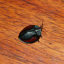 beetle