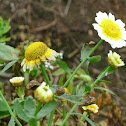 Garland chrysanthemum 茼蒿