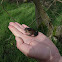 Northern Red-legged Frog