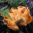 Golden Chanterelle