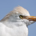 Cattle egret