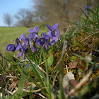 Sweet violet
