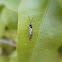 Braconid Wasp