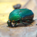 Figeater beetle