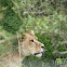 Lioness