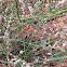 Melitaea