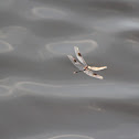 Unknown Dragonfly