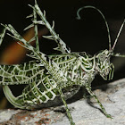 Lichen Katydid