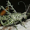 Lichen Katydid
