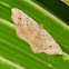 Geometrid Moth