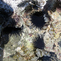 Sea Urchins