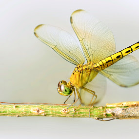 by Harry Aiee - Animals Insects & Spiders