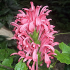 Jacobinia