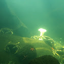 Crab