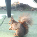 Eurasian red squirrel