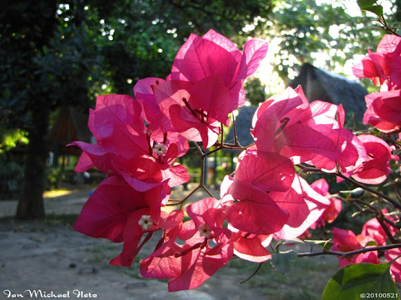 Spotting Image 1